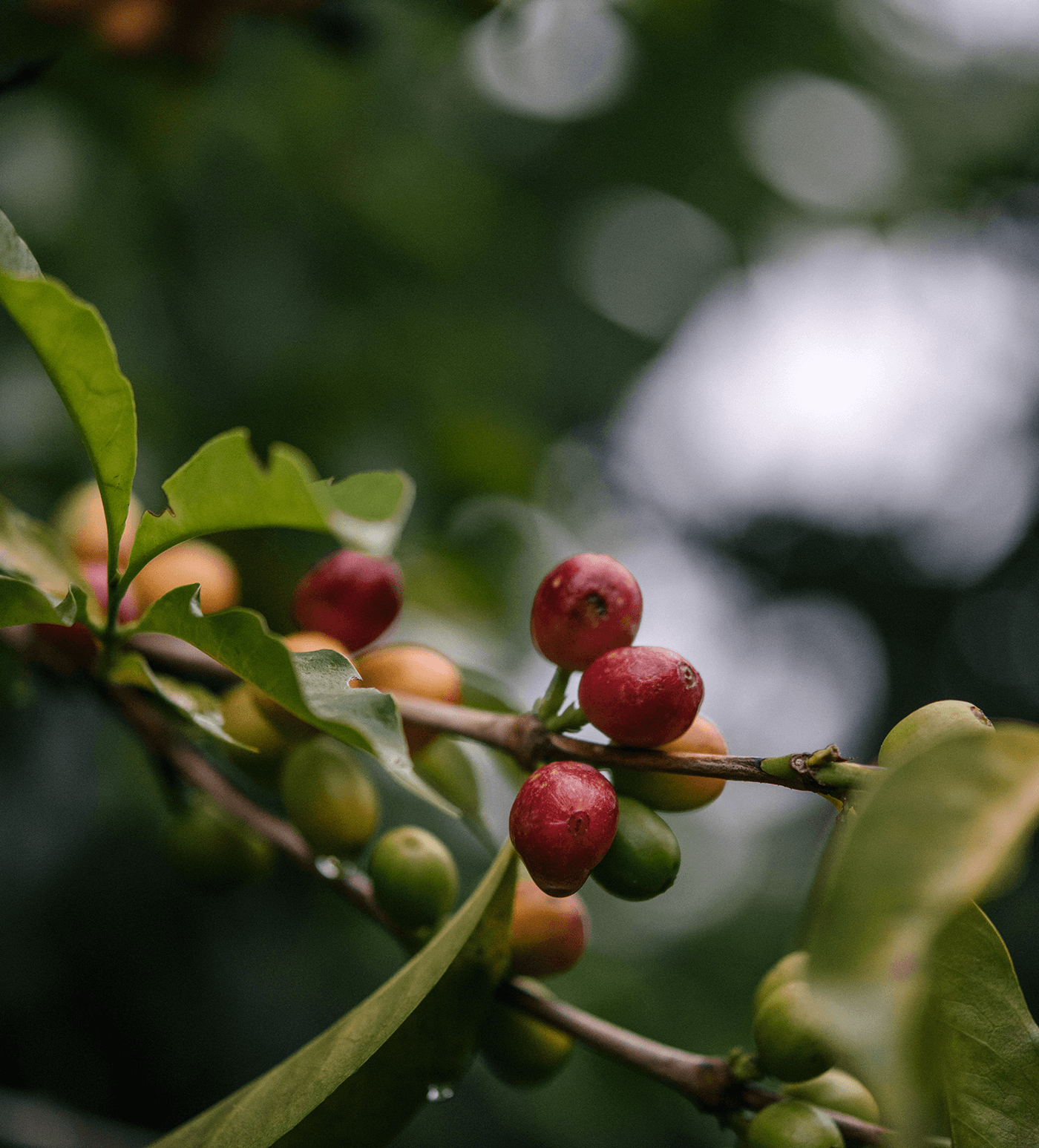 Verve Coffee Roasters - Amparo Maya - Producer Image