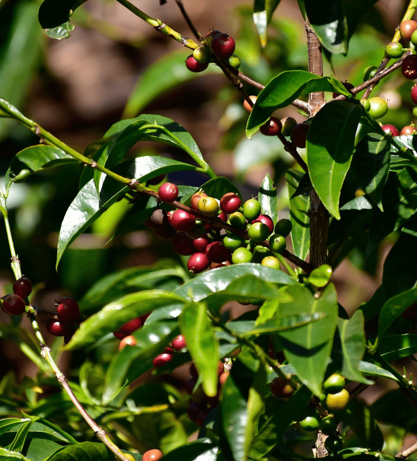 Verve Coffee Roasters - Ayla Bombe - Producer Image