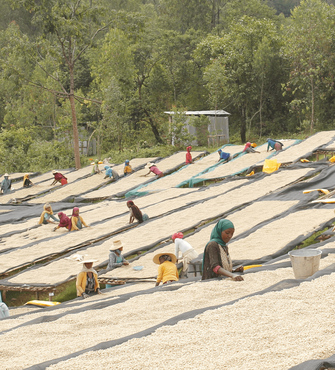 Verve Coffee Roasters - Ayla Bombe - Producer Image