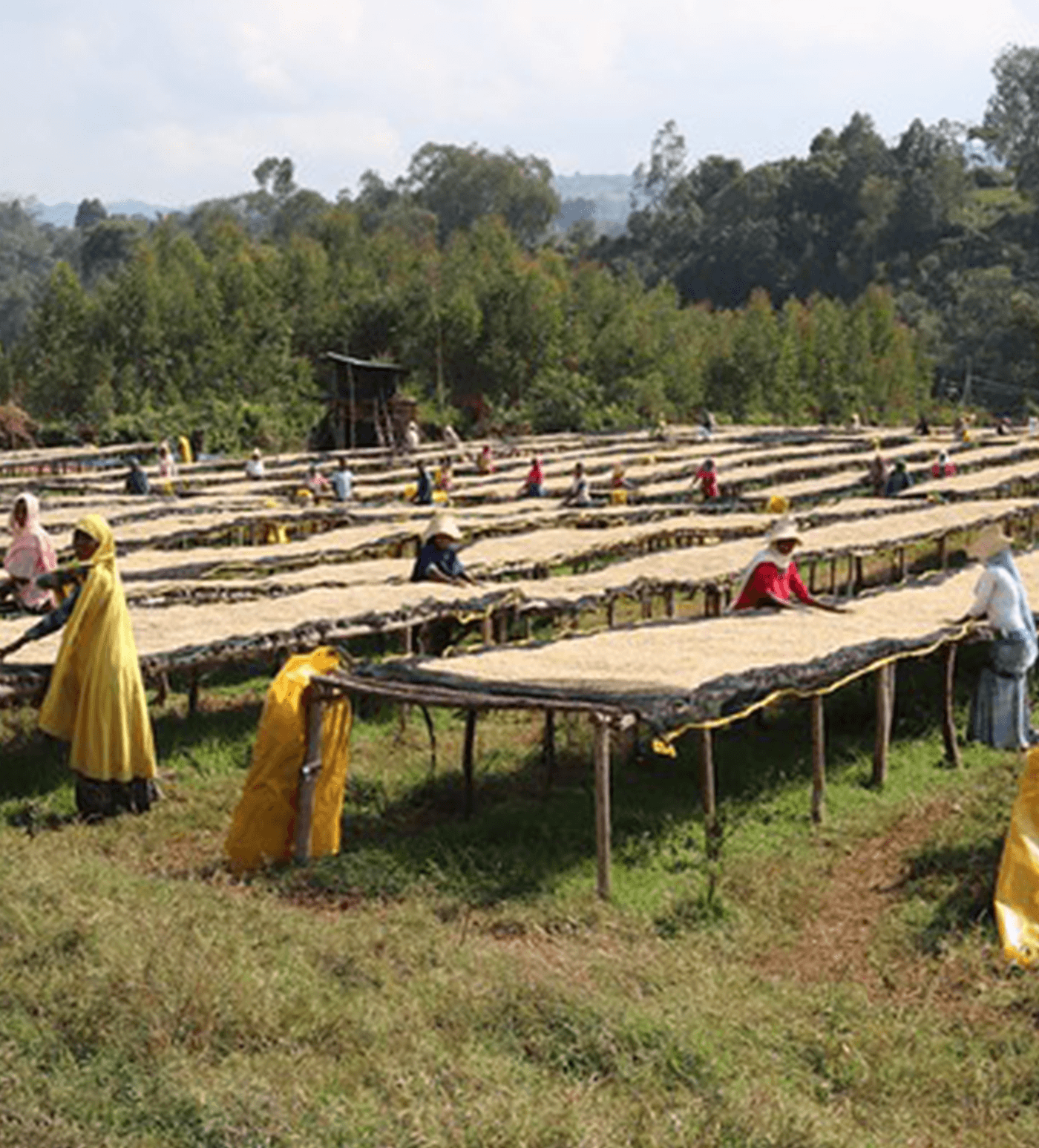 Verve Coffee Roasters - Biftu Gudina - Producer Image