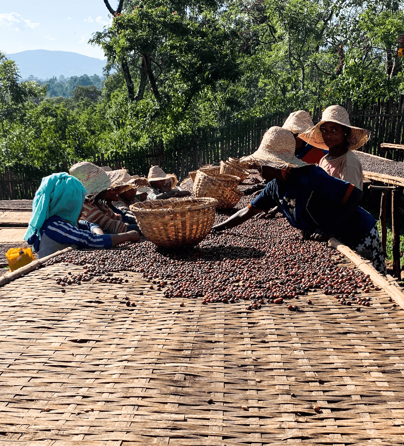 Verve Coffee Roasters - Buriso Amaje Natural - Producer Image