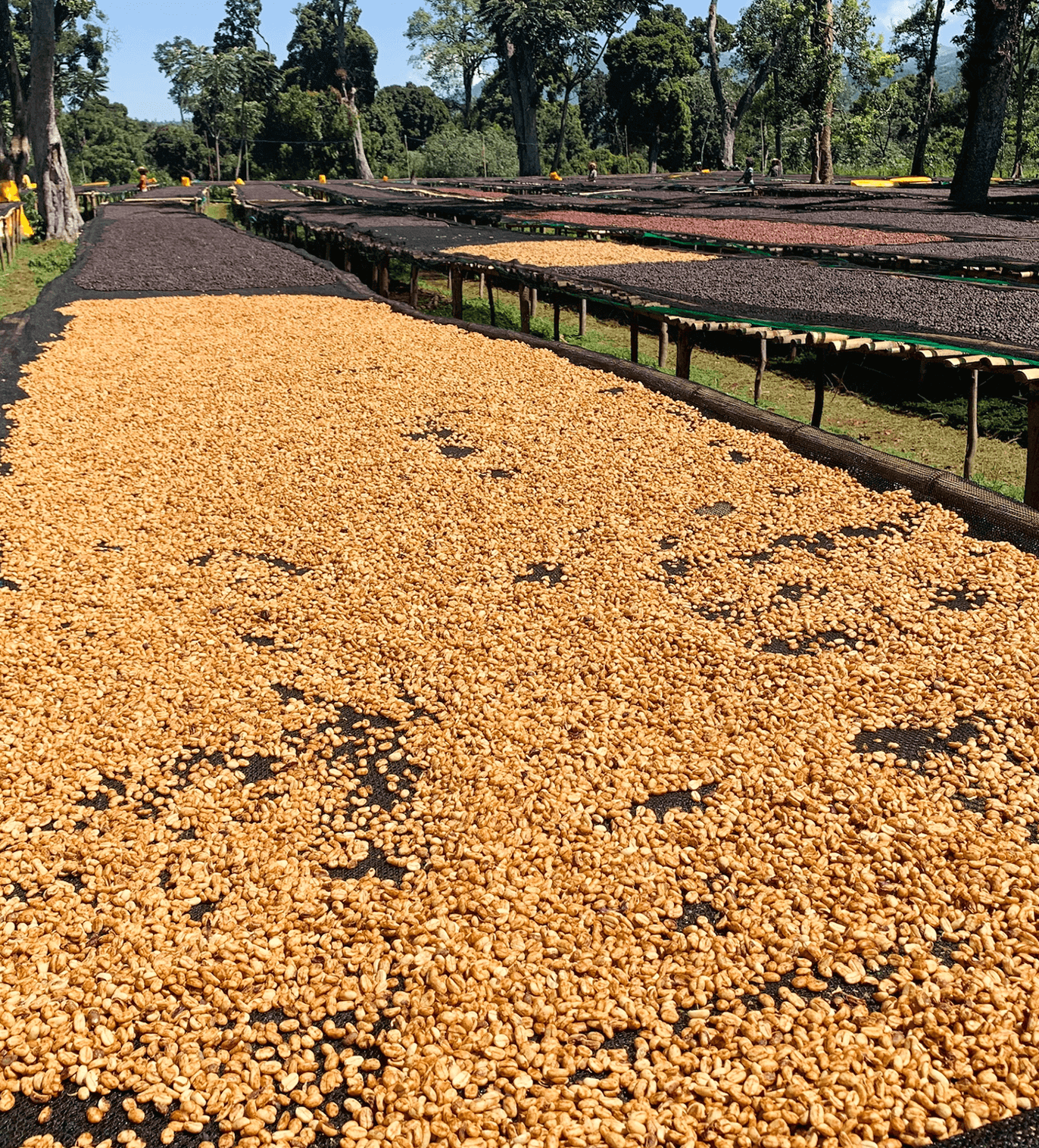 Verve Coffee Roasters - Buriso Amaje Natural - Producer Image