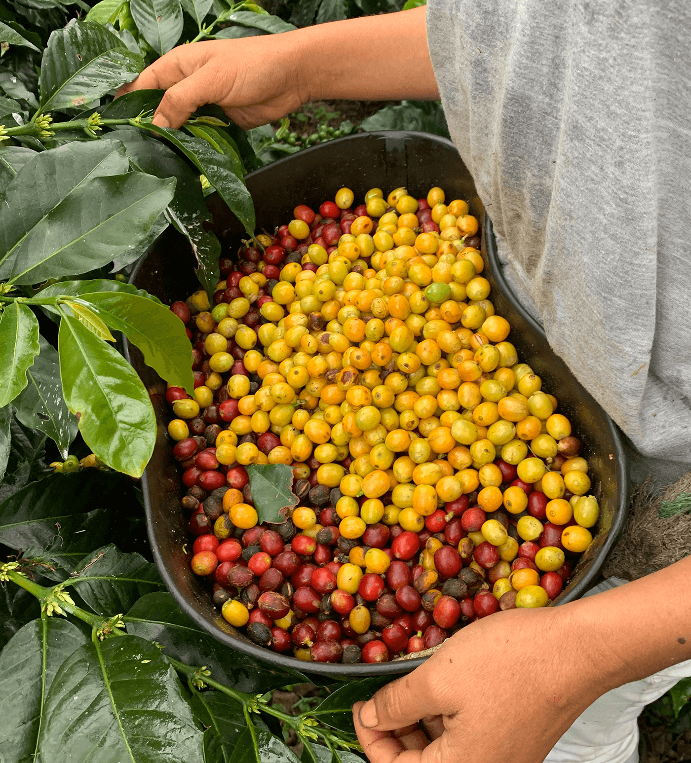 Verve Coffee Roasters - Chachagui Natural - Producer Image