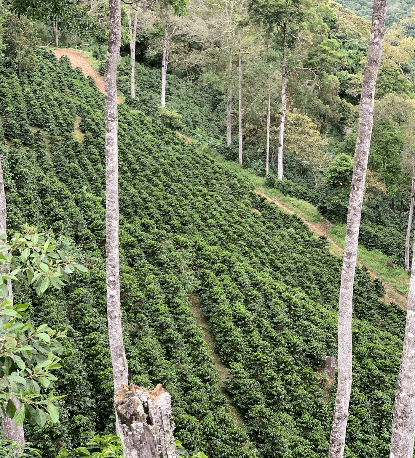 Verve Coffee Roasters - Chachagui Natural - Producer Image