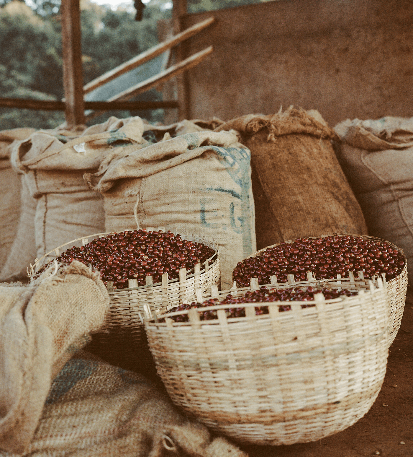 Verve Coffee Roasters - Chelchele - Producer Image