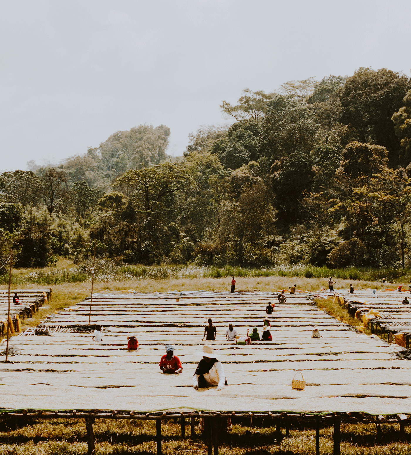 Verve Coffee Roasters - Duromina Espresso - Producer Image
