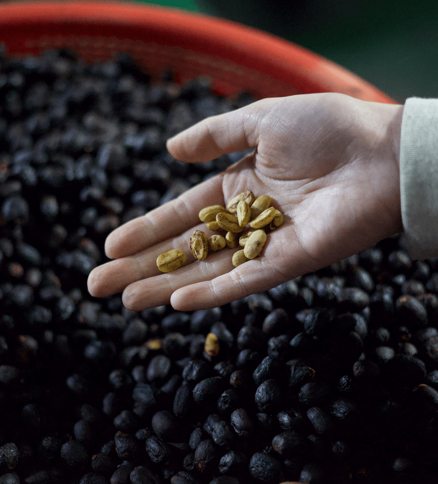 Verve Coffee Roasters - El Portillo Natural Parainema - Producer Image