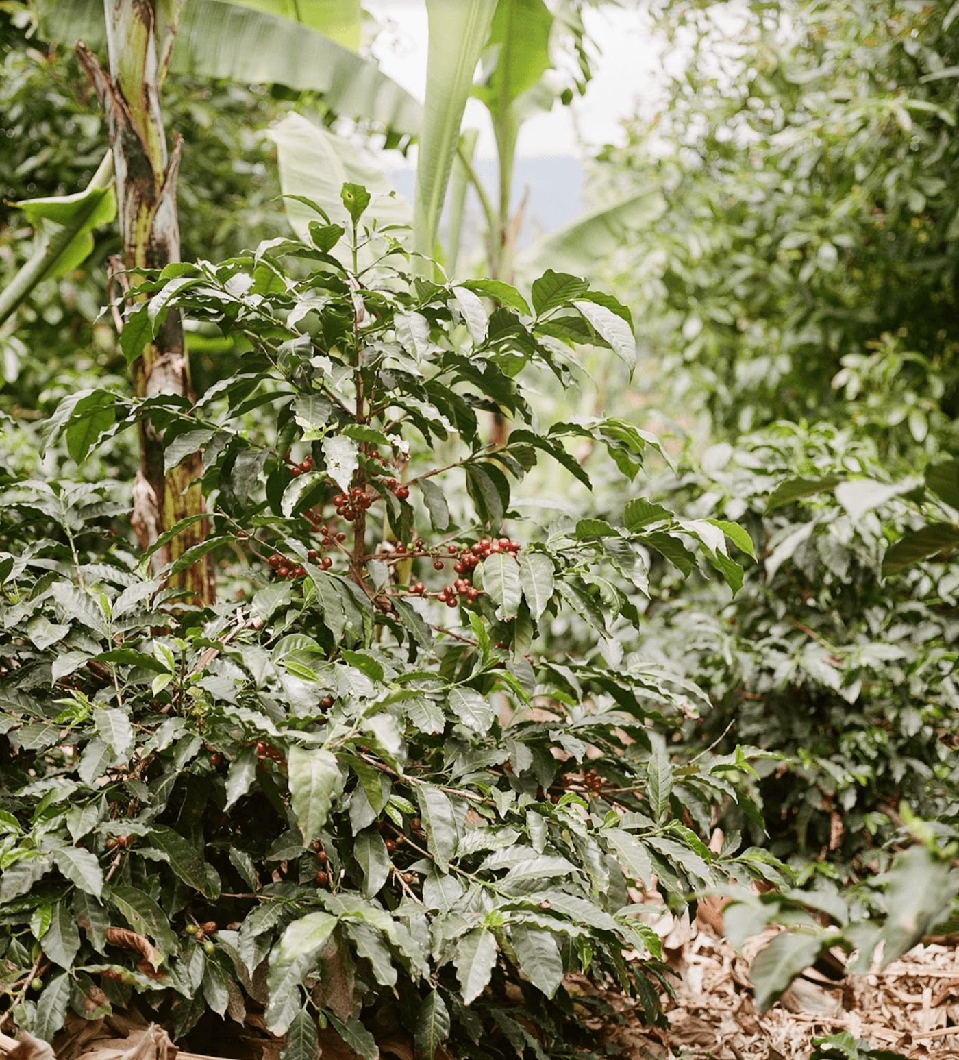Verve Coffee Roasters - El Yasal - Producer Image