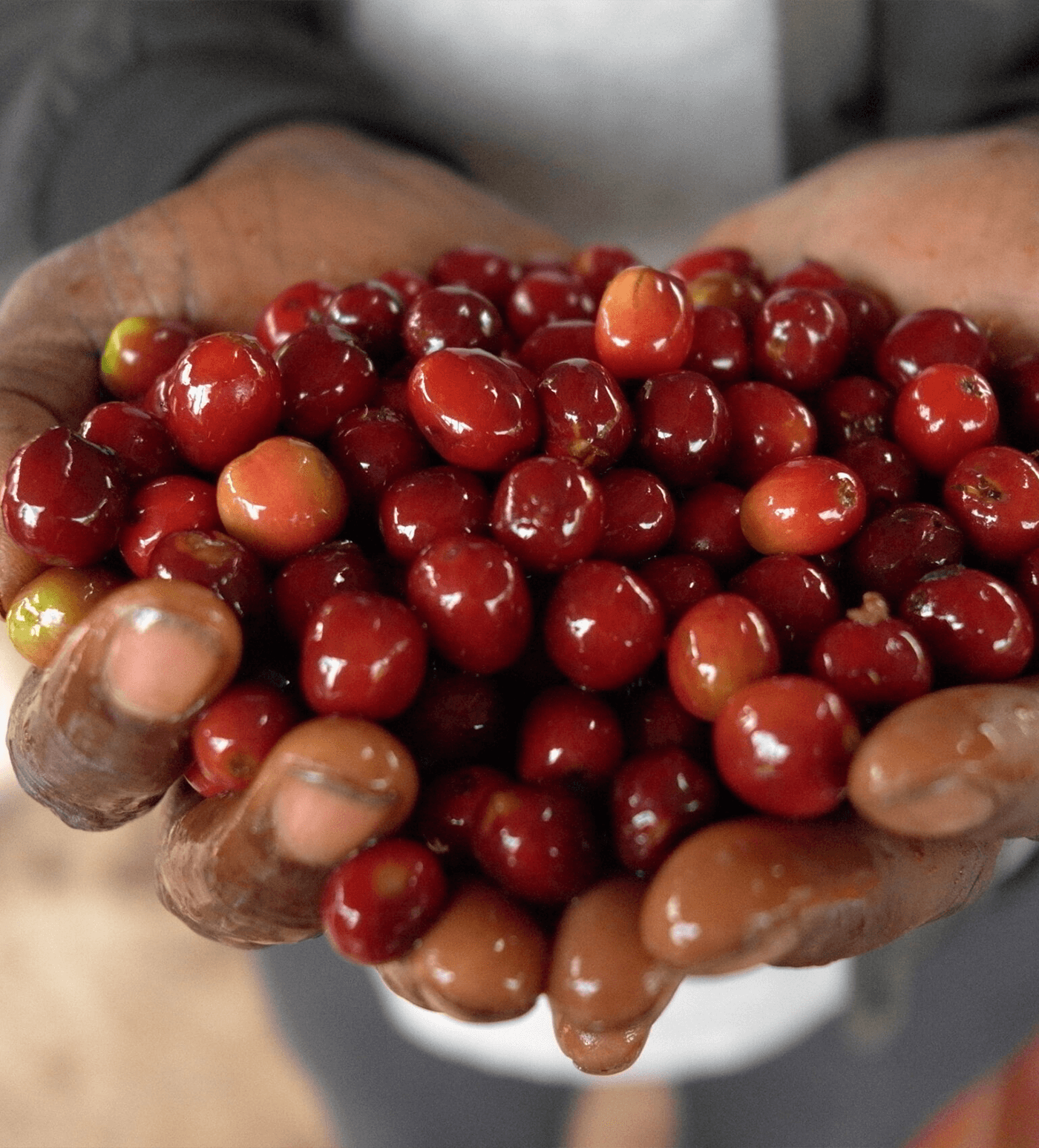 Verve Coffee Roasters - Gogogu - Producer Image