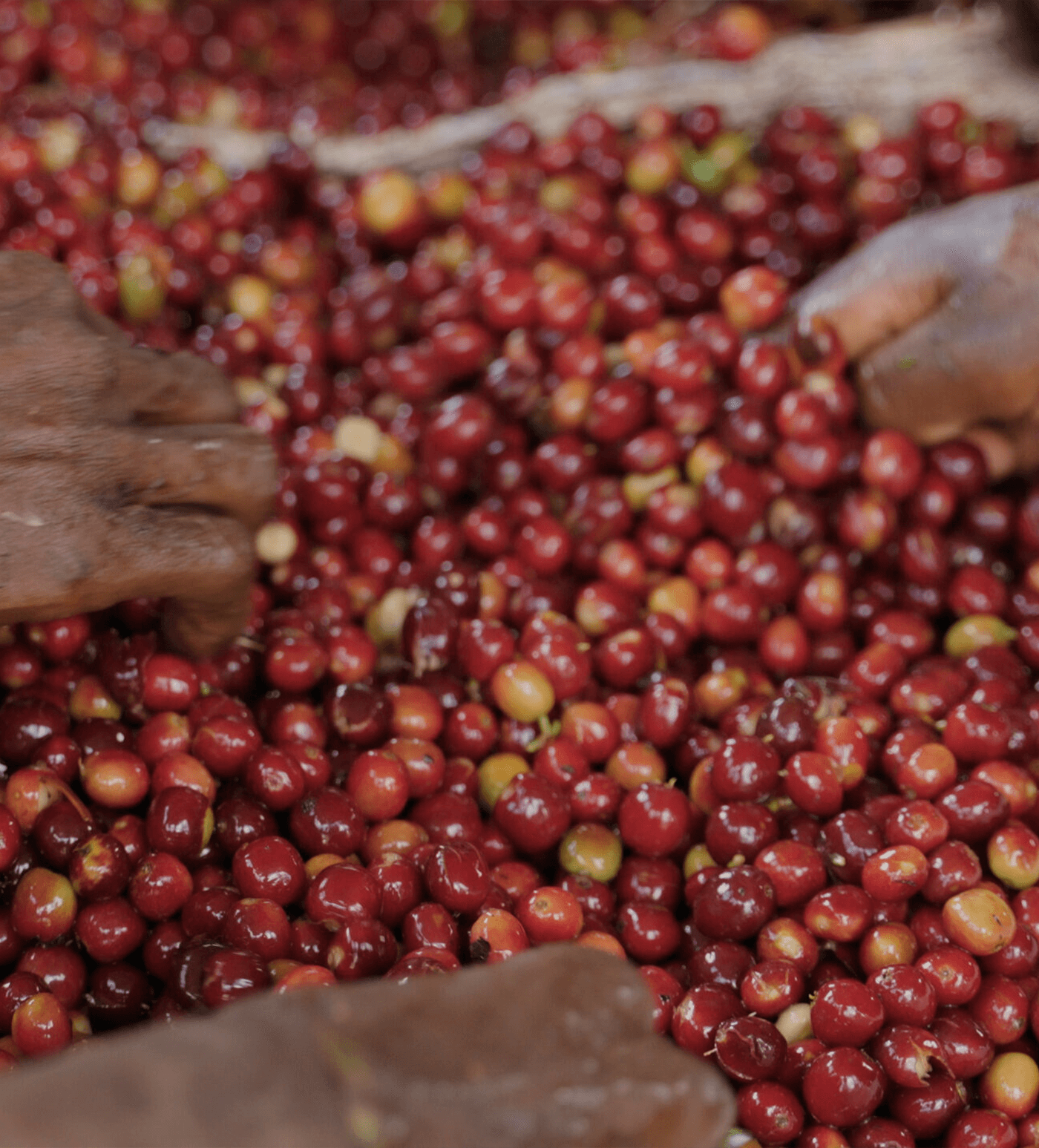 Verve Coffee Roasters - Gogogu - Producer Image