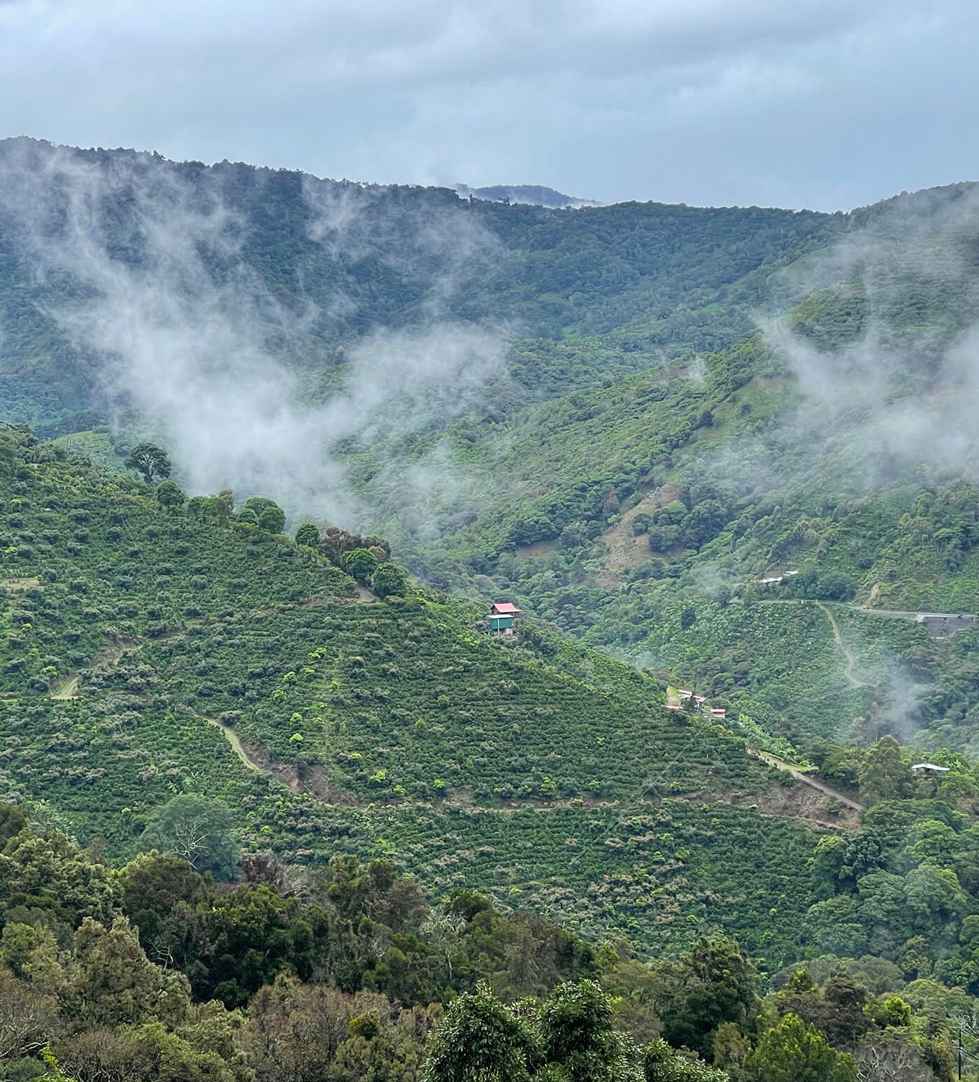 Verve Coffee Roasters - Granitos De Ortiz - Producer Image