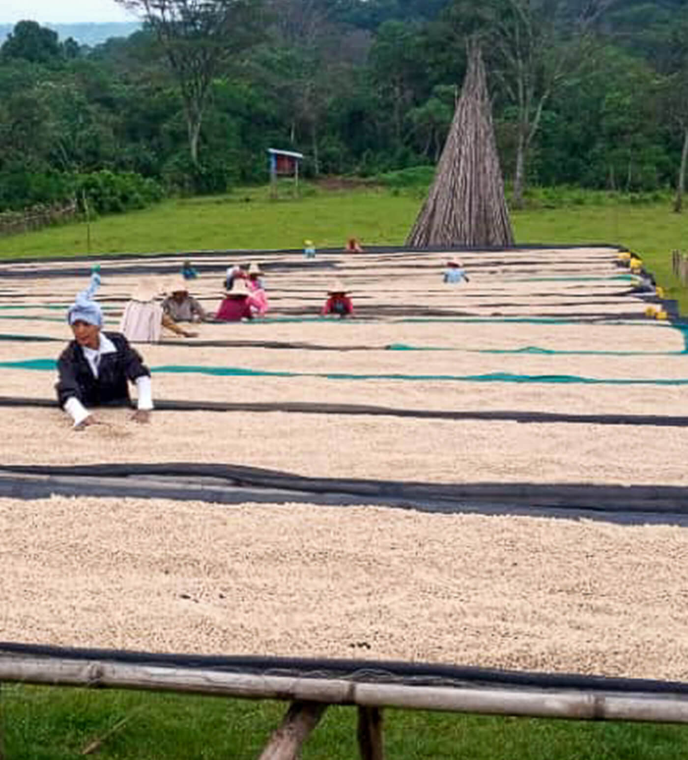 Verve Coffee Roasters - Grateful Dead - Cosmic Ripple - Producer Image