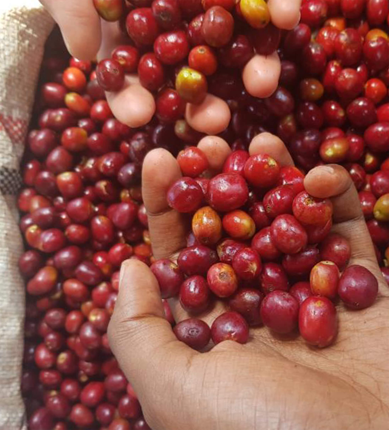 Verve Coffee Roasters - Guji Anasora Natural Espresso - Producer Image