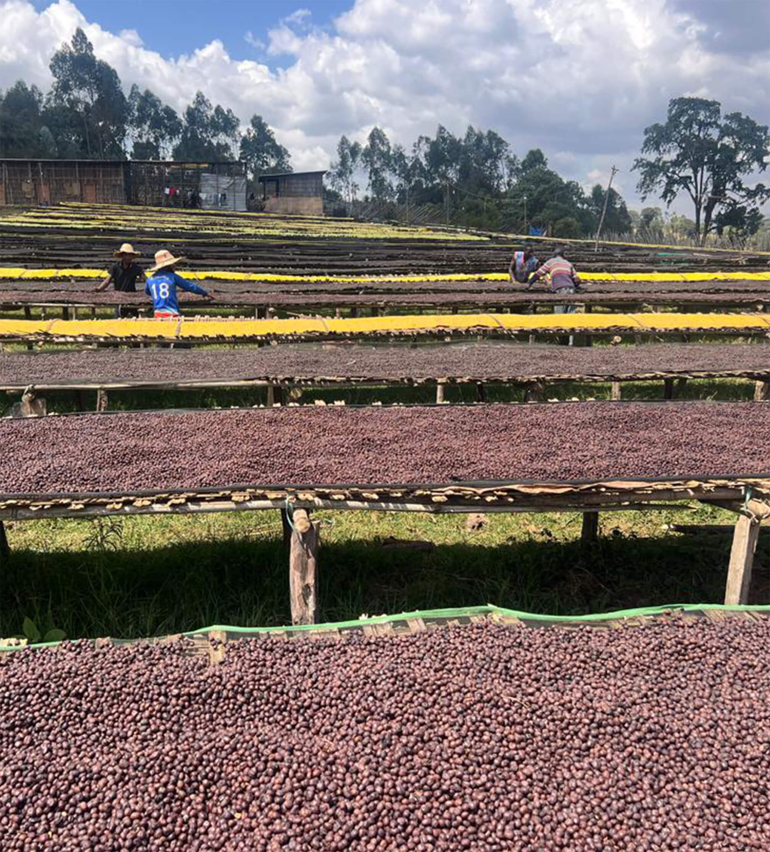 Verve Coffee Roasters - Guji Anasora Natural Espresso - Producer Image