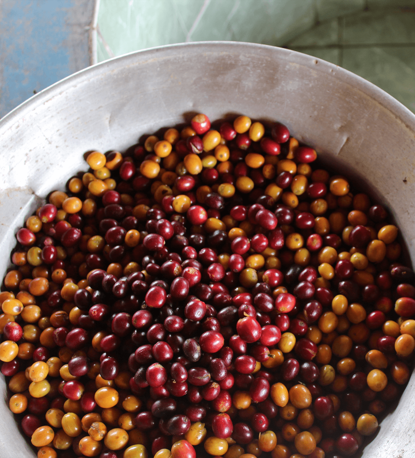 Verve Coffee Roasters - Gura - Producer Image
