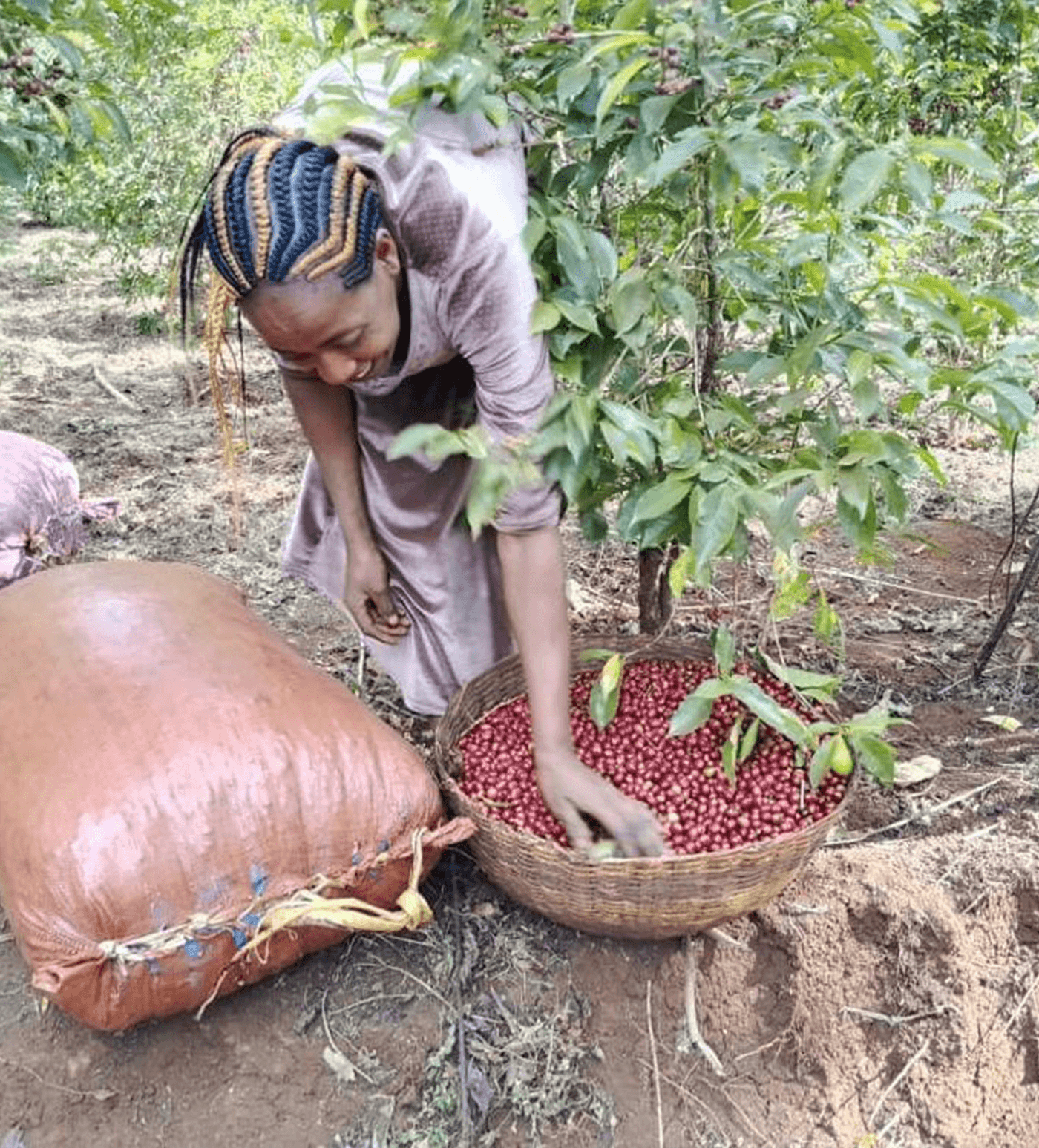 Verve Coffee Roasters - Habtamu Fikadu - Producer Image