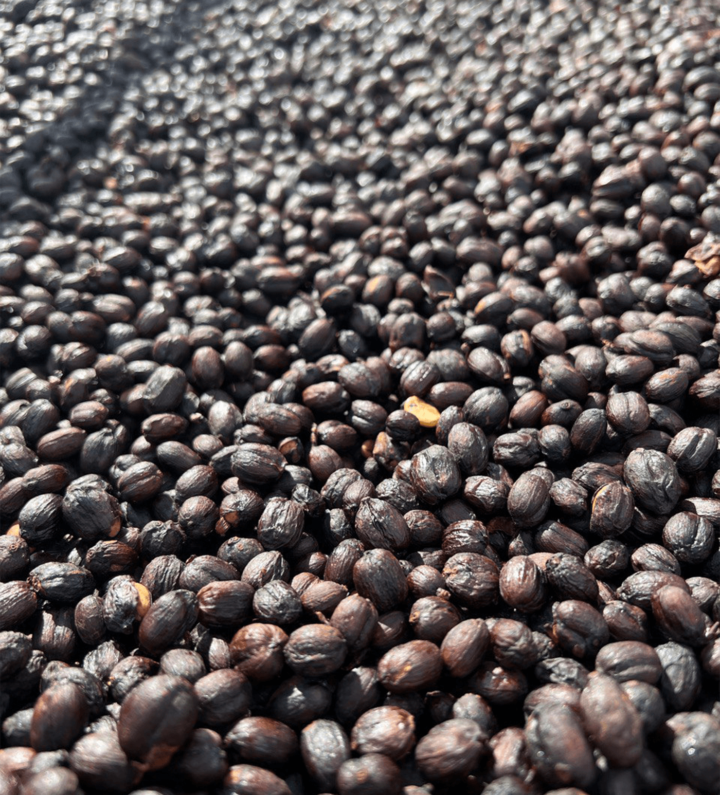 Verve Coffee Roasters - Habtamu Fikadu - Producer Image