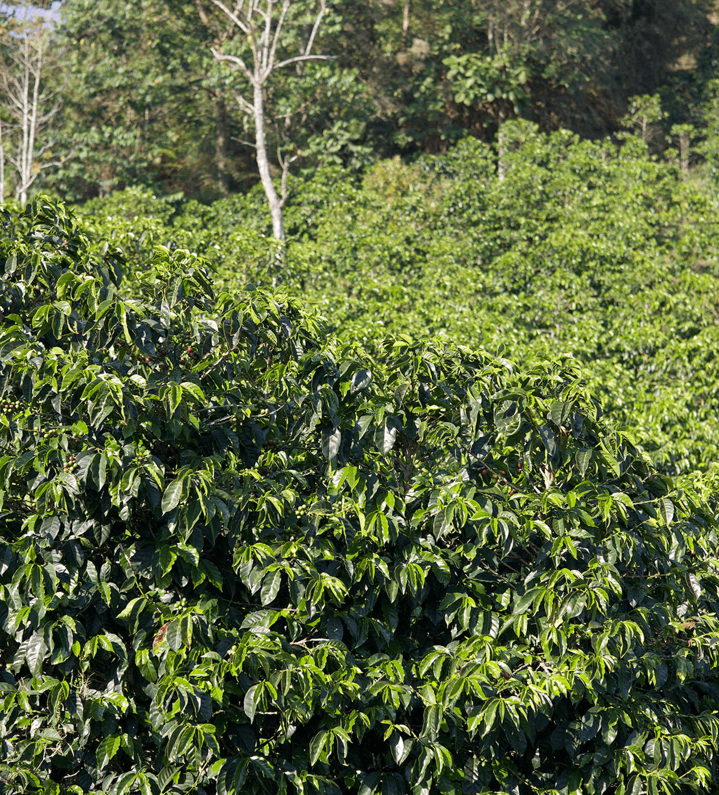 Verve Coffee Roasters - La Leona - Producer Image
