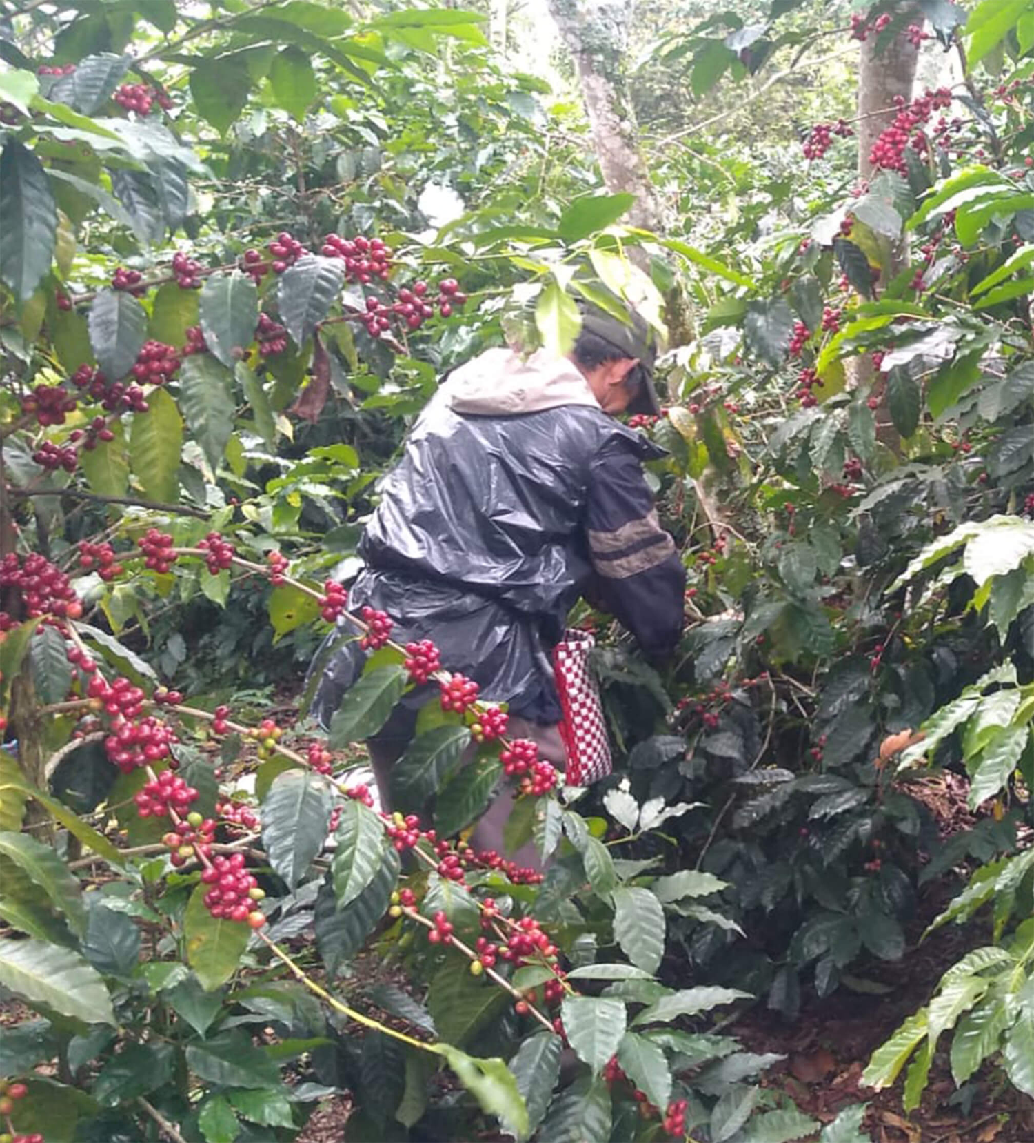 Verve Coffee Roasters - La Perla - Producer Image