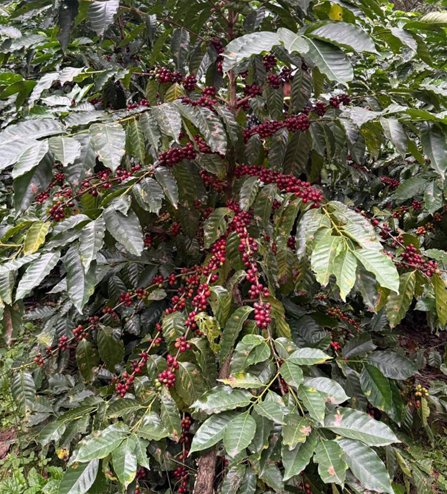 Verve Coffee Roasters - La Perla - Producer Image