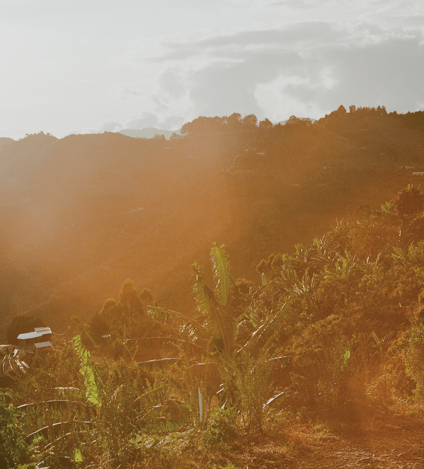 Verve Coffee Roasters - Macho - Producer Image