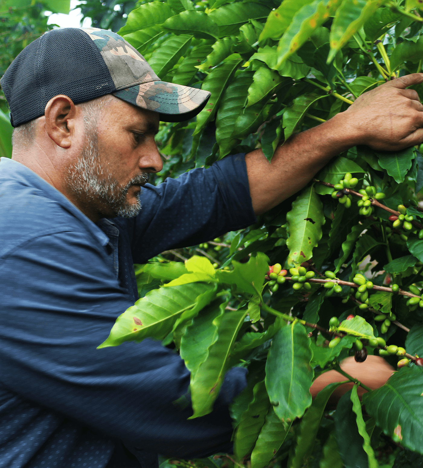 Verve Coffee Roasters - Martir Fernandez - Producer Image