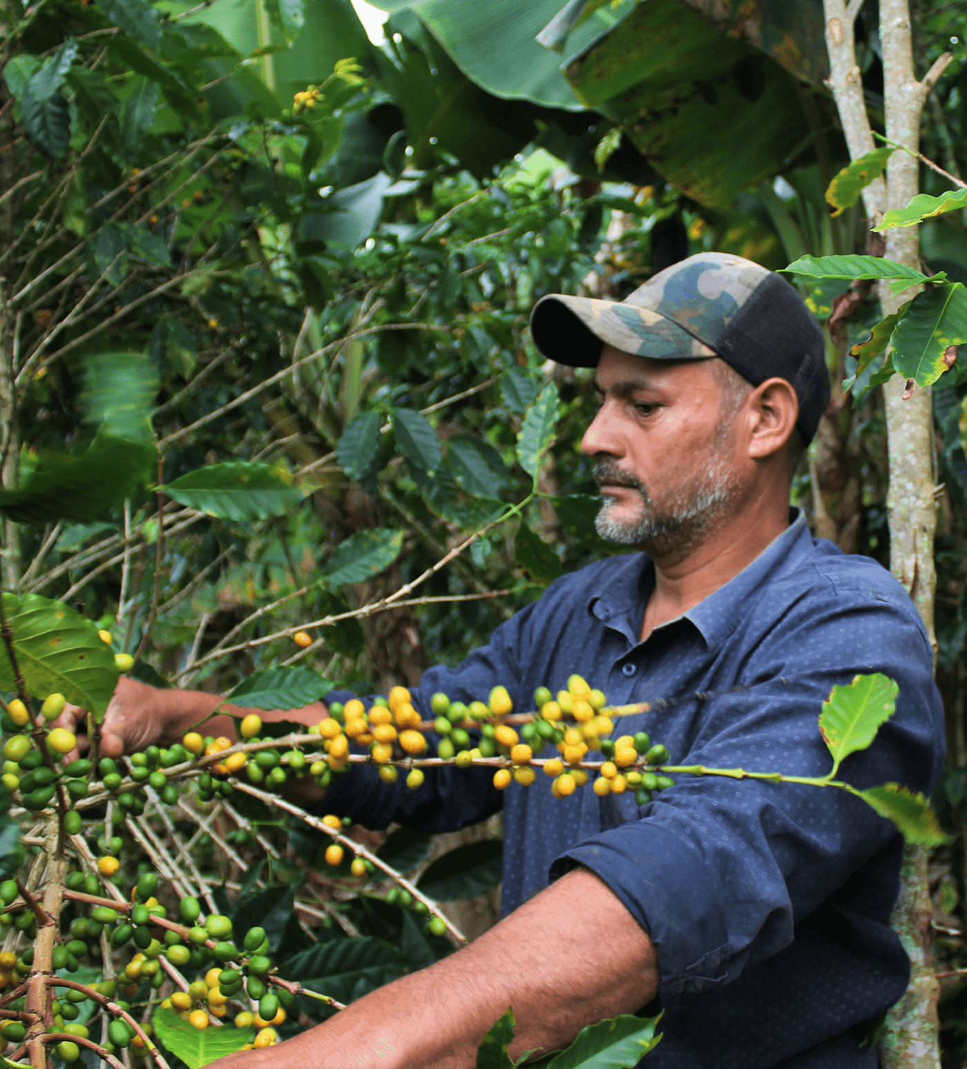 Verve Coffee Roasters - Martir Fernandez - Producer Image