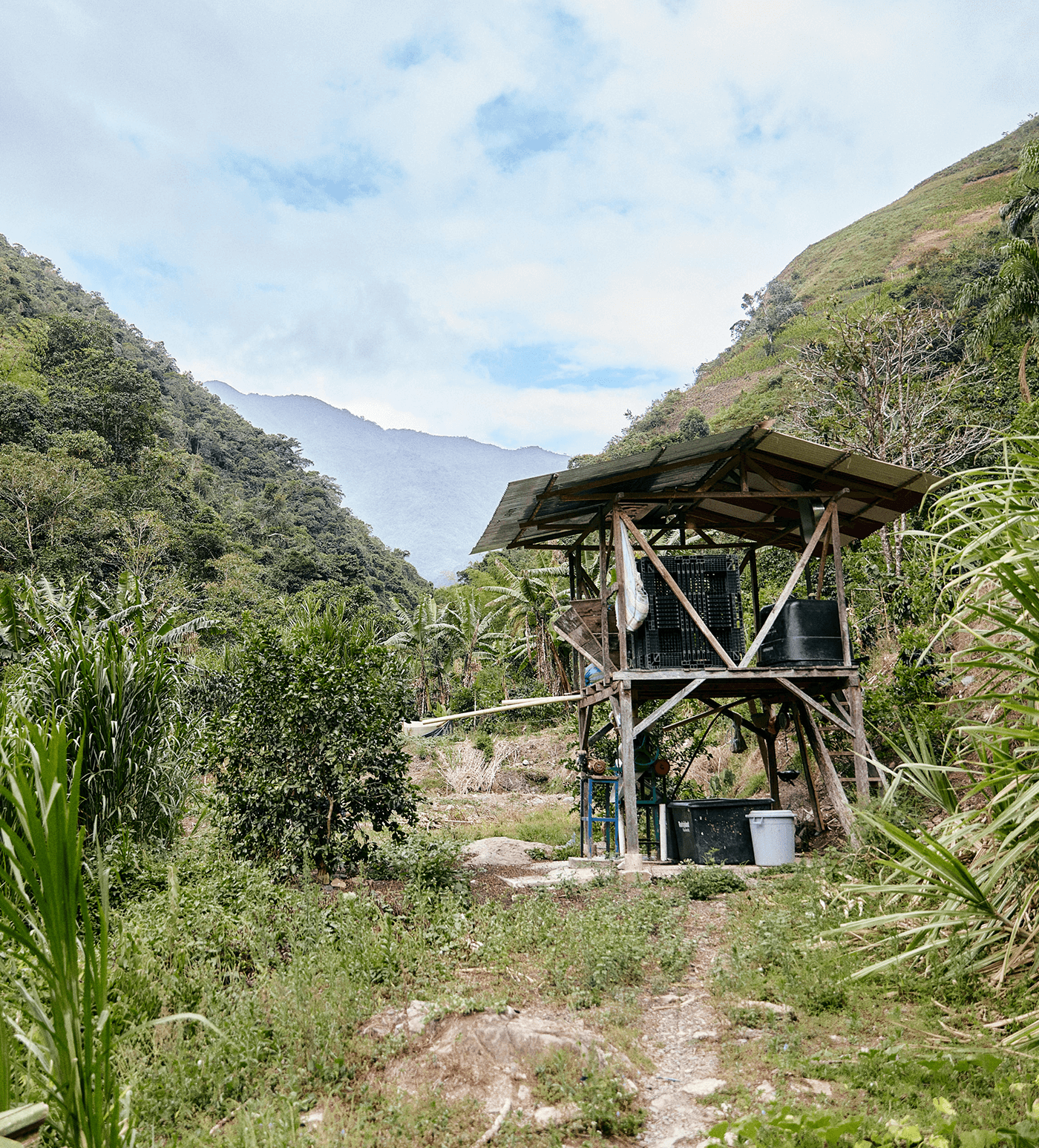 Verve Coffee Roasters - Mujeres De Cafe -  Producer Image