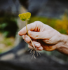 Someone holding a coffee plant in it's very early stage
