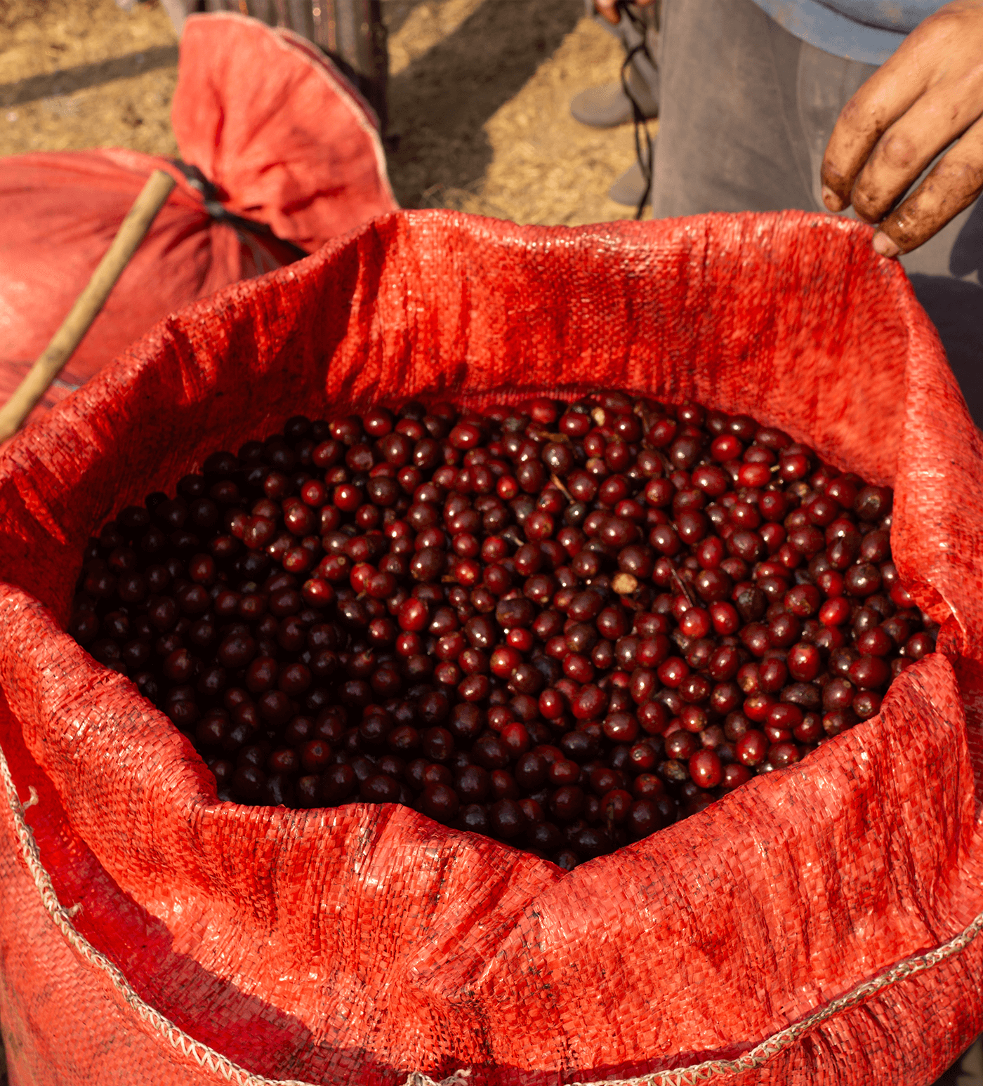 Verve Coffee Roasters - Santa Clara - Producer Image