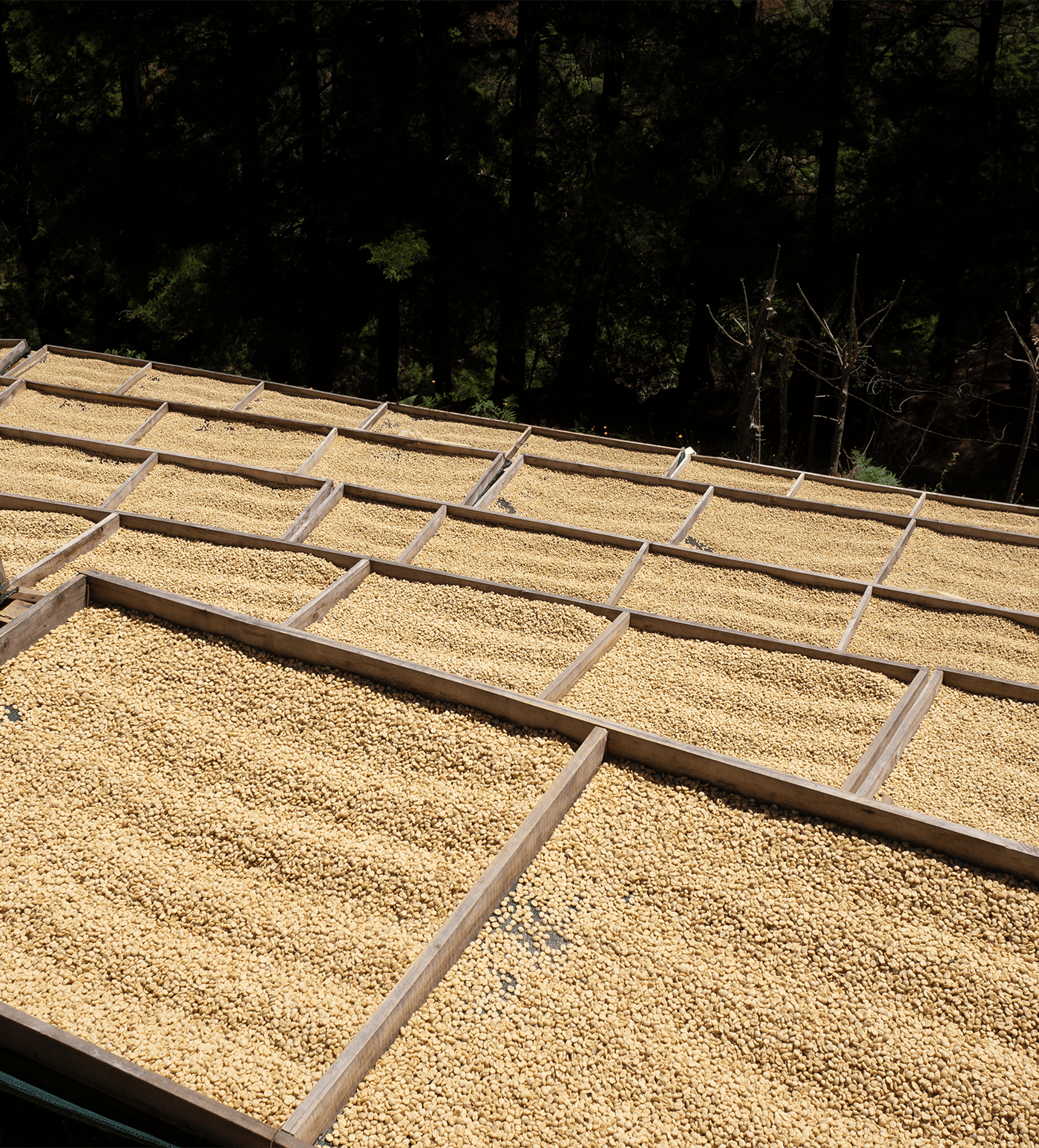 Verve Coffee Roasters - Santa Rosa 1900 Espresso - Producer Image