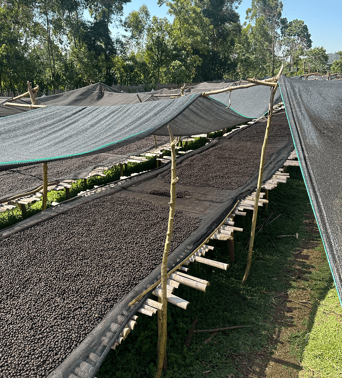 Verve Coffee Roasters - Tuke Yute Anaerobic Natural - Producer Image