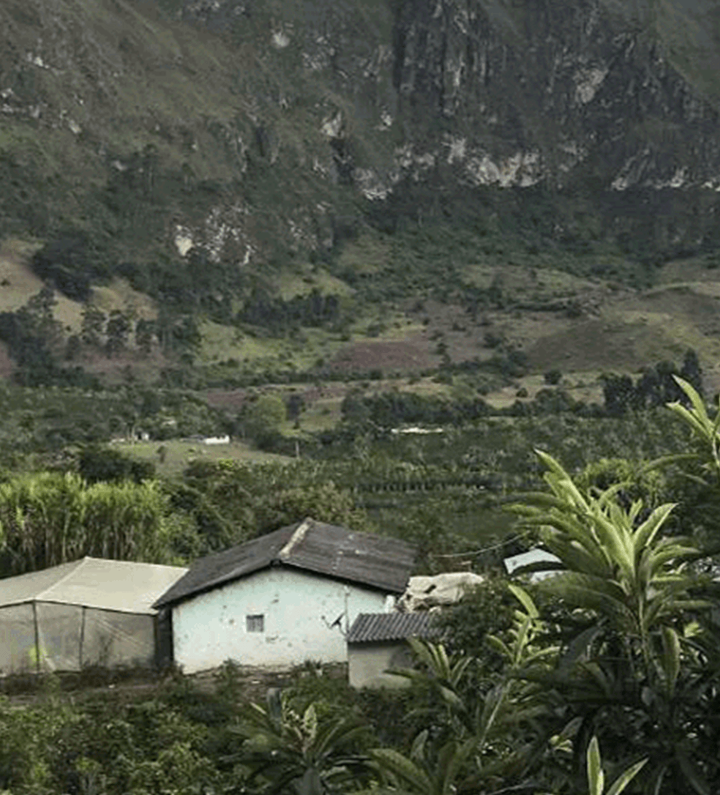 Verve Coffee Roasters - Yacuanquer - Producer Image