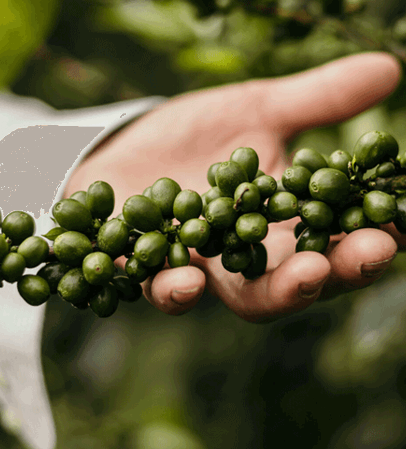 Verve Coffee Roasters - Yacuanquer - Producer Image