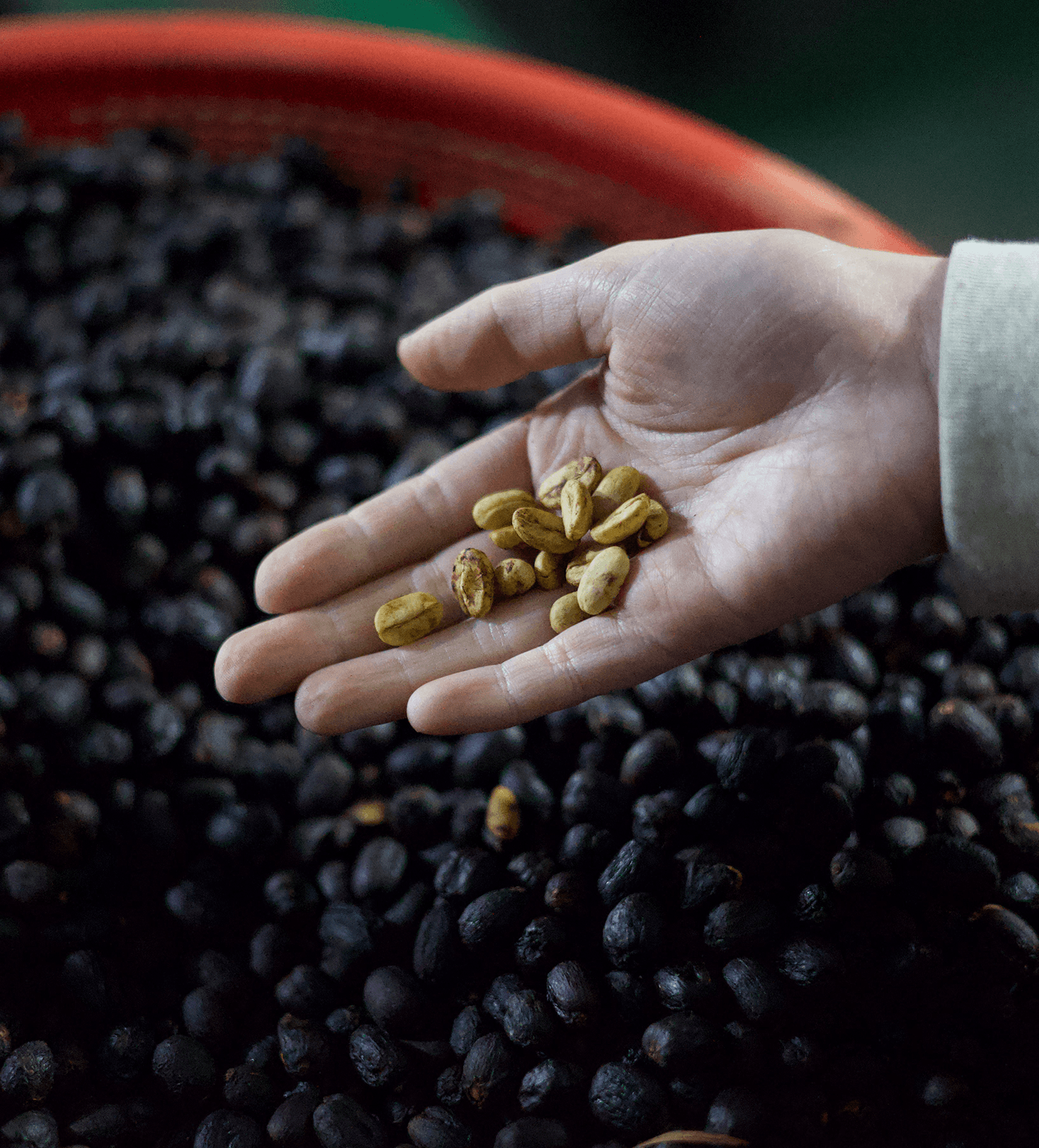 Verve Coffee Roasters - Yojoa SL28 - Producer Image